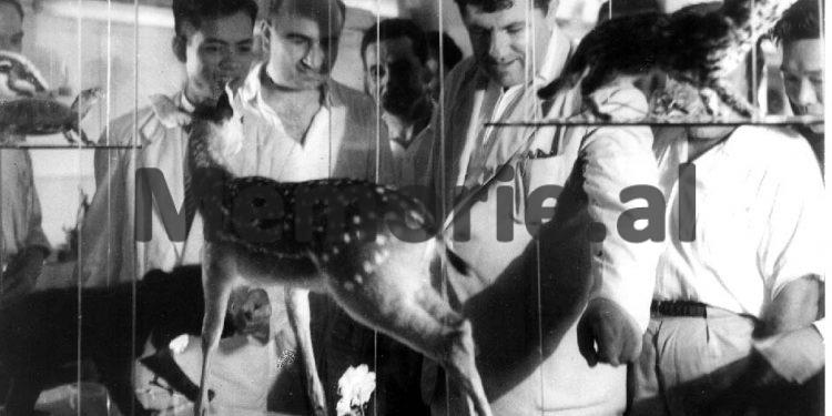 Enveri në Byro: Kur u sëmura unë, pati shokë që u alarmuan e thanë: “Ç’do të bëhemi ne, sikur të pësojë gjë shoku Enver!”.