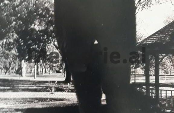 “Unë kundërshtova futjen e tankut dhe të qëlloheshin me granata dy të ngujuarit, por Drejtori i Përgjithshëm i Policisë më tha…”?!/ Dëshmia e ish-Kryetarit të Degës për vrasjen në ’83-in të dy djemve…