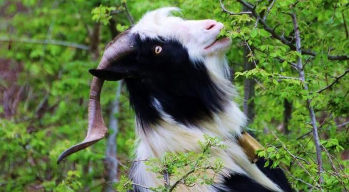 Kurbini, me mrekullitë natyrore që ofron laguna e Patogut dhe malet mbi lumin Mat, agroturizmi e prodhimet bio, një parajsë turistike, sa afër dhe larg Tiranës! (fotot e rralla)