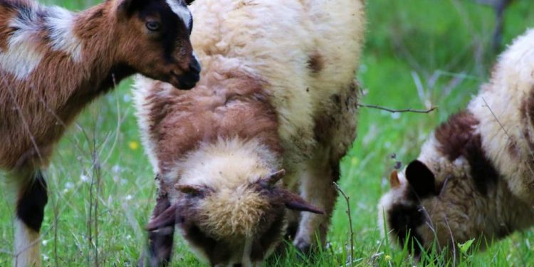 Kurbini, me mrekullitë natyrore që ofron laguna e Patogut dhe malet mbi lumin Mat, agroturizmi e prodhimet bio, një parajsë turistike, sa afër dhe larg Tiranës! (fotot e rralla)