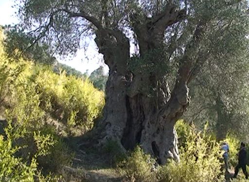 Kurbini, me mrekullitë natyrore që ofron laguna e Patogut dhe malet mbi lumin Mat, agroturizmi e prodhimet bio, një parajsë turistike, sa afër dhe larg Tiranës! (fotot e rralla)