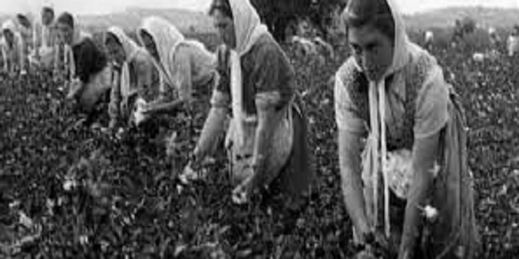 “Unë nuk them që Liria të bëhet murgeshë, të mos dalë shëtitje, etj., por mënyra e saj…”! / Mbledhja e Byrosë, tetor ’60-të, kur “kryqëzohej” ministri i Bujqësisë