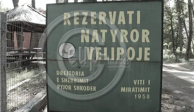 “Udhëheqësi i lartë i PPSh-së, qëlloi për derra të egër, por saçmet gjakosën një shokun tonë dhe kur e hipëm në makinën e tij, për ta çuar në spital, ai…”/ Dëshmia e inspektorit të Rezervatit të Velipojës