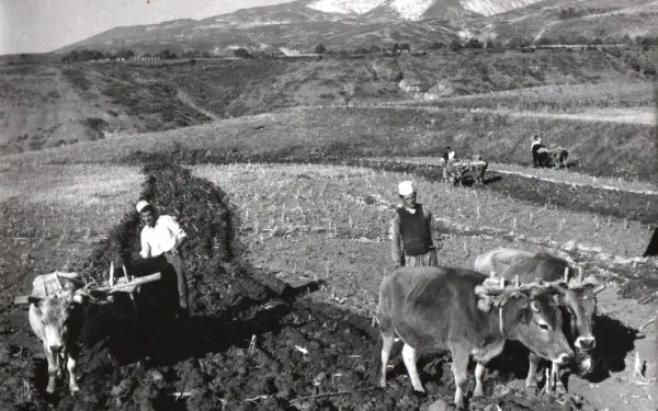 “Nexhipi me Demirin, ushtarë në Vlorë, pinë gjak dhe u bënë byrazerë, por kur u takuan vite më vonë në shtëpinë e Demirit, nëna e tij u tha…”/ Historia tronditëse e familjes nga Shalsi Elbasanit