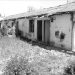 “My uncle, Akile Tasi, after staying for 30 years at ‘Vatra’ in the USA as the editor of ‘Dielli,’ returned to the homeland where he suffered 17 years in prison in Burrel and died there, after…” / The sad story of a friend of Fan Noli.