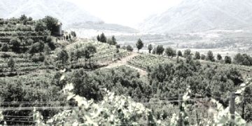 “Shampanja ‘Përmeti’ u prodhua nga rusët në fabrikën e alkoolit ‘Musa Fratari’ në Këlcyrë, por më vonë ajo pije u hoq fare nga prodhimi, si pije borgjeze…”/ Dëshmia e rrallë e ish-teknologut të fabrikës